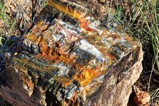 Petrified Wood Royalty Free Stock Photo Petrified Wood Royalty Free Stock Photo