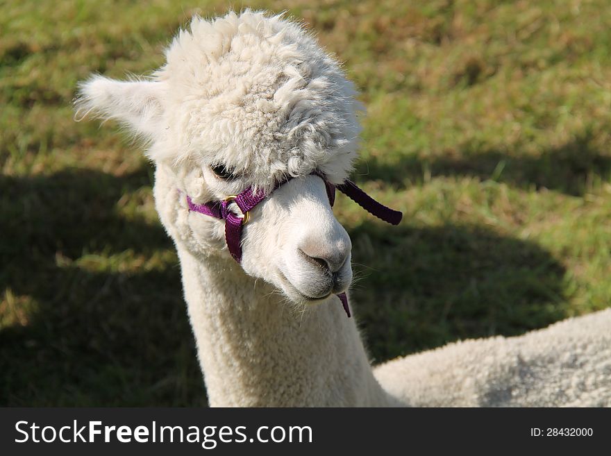 The Friendly Face of a Lovely White Alpaca.