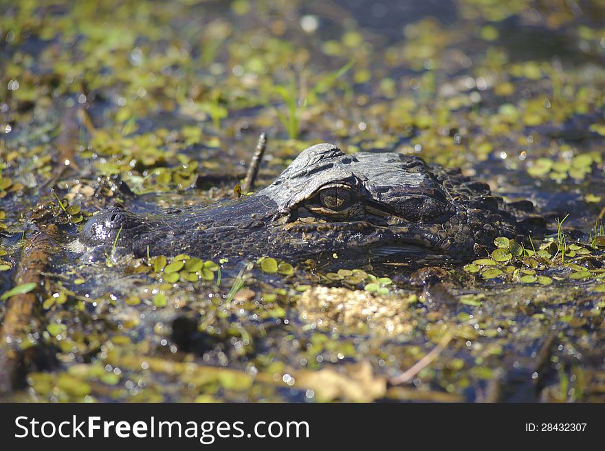 A photograph of an american crocodile in the swamp