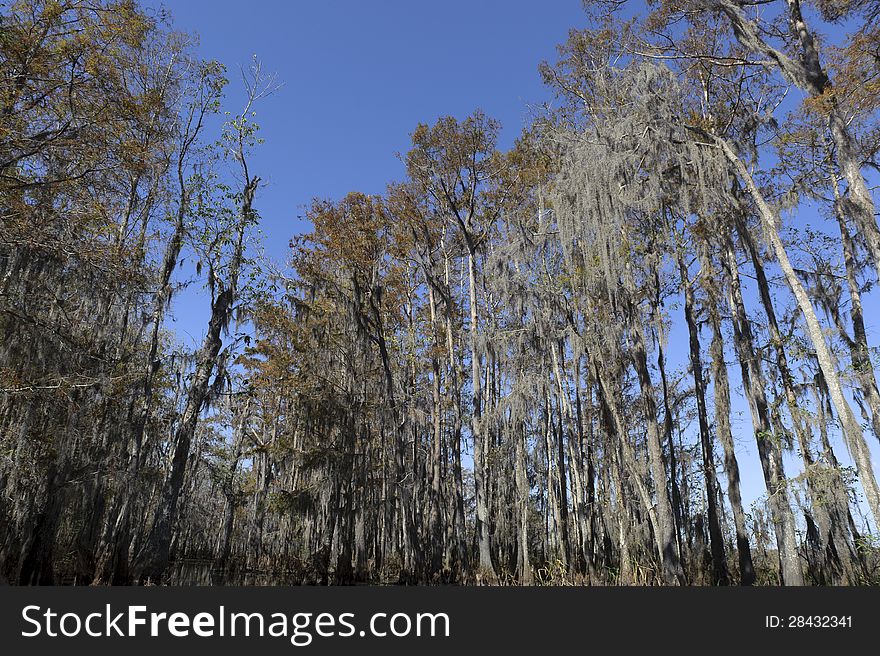 A photograph of a heavily forest swamp. A photograph of a heavily forest swamp