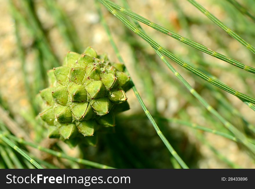 Branch of fresh sea pine fruits and leaves. Branch of fresh sea pine fruits and leaves.