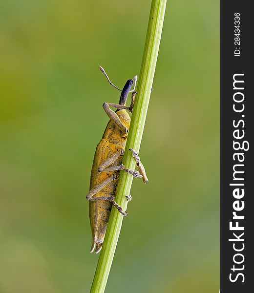 Snout beetle (Lixus iridis) climb up. Snout beetle (Lixus iridis) climb up.