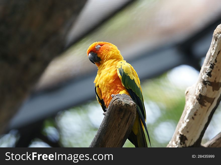 The Sun Parakeet or Sun Conure (Aratinga solstitialis) is a medium-sized brightly colored parrot native to northeastern South America. The adult male and female are similar in appearance, with predominantly golden-yellow plumage and orange-flushed underparts and face. It is commonly kept in aviculture. The species is endangered, threatened by loss of habitat and trapping for the pet trade. The Sun Parakeet or Sun Conure (Aratinga solstitialis) is a medium-sized brightly colored parrot native to northeastern South America. The adult male and female are similar in appearance, with predominantly golden-yellow plumage and orange-flushed underparts and face. It is commonly kept in aviculture. The species is endangered, threatened by loss of habitat and trapping for the pet trade.