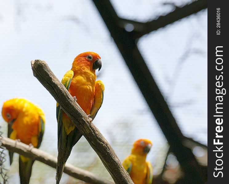 Parrots &x28;Aratinga Solstitialis&x29;