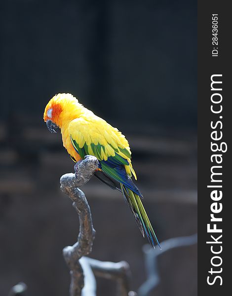 Sleeping parrot &#x28;Aratinga solstitialis&#x29