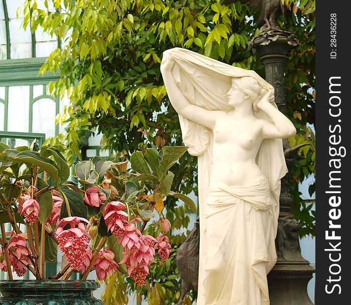 Medinilla magnifica flowers and female statue Royal Greenhouses In Laeken near to Brussels Belgium