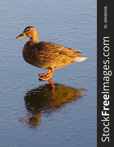 Duck female on a transparent ice. Duck female on a transparent ice