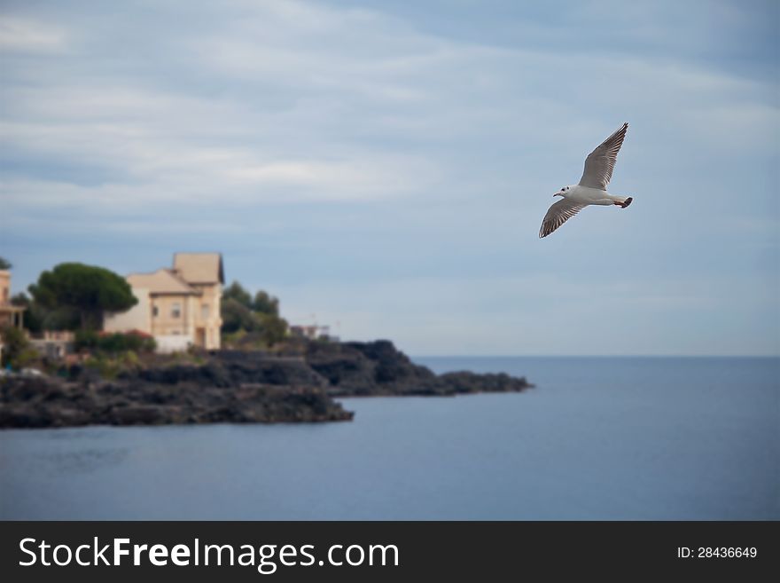 Seagull in flight on the Italian coast