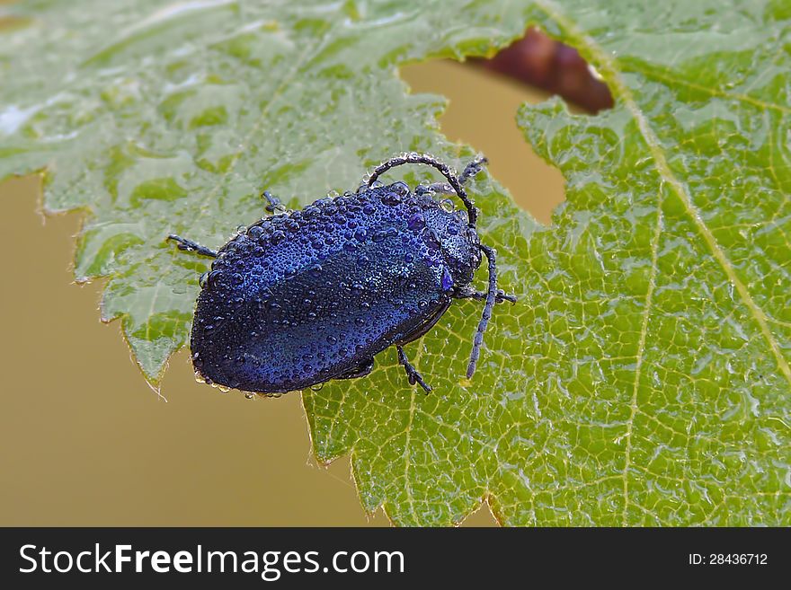 The alder leaf beetle (Agelastica alni) at early morning. The alder leaf beetle (Agelastica alni) at early morning.