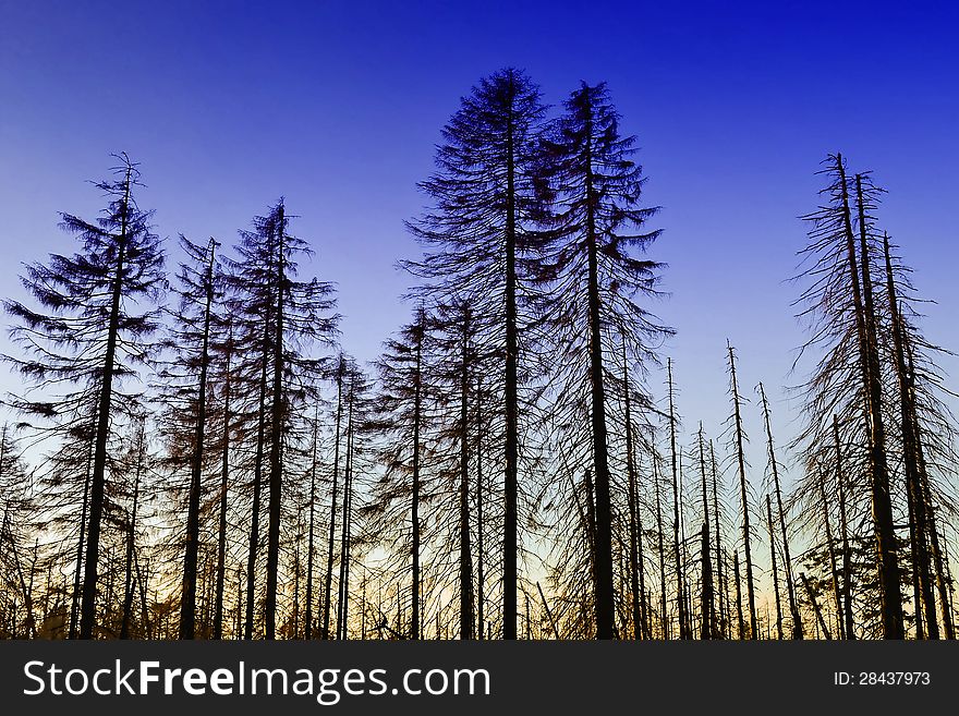 Forest in the Harz National Park with blue sky