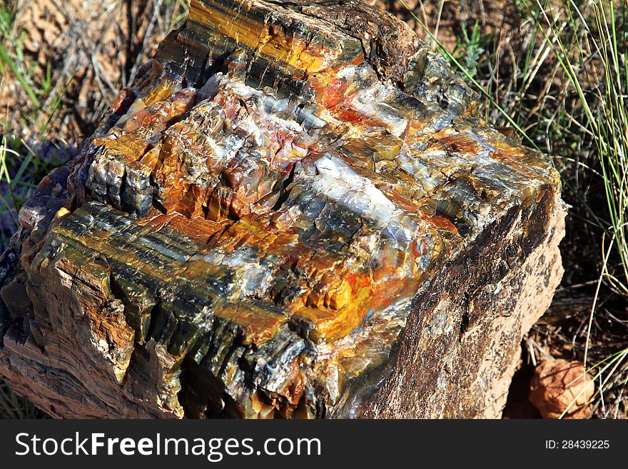 A piece of Petrified wood at Petrified wood state park in southern Utah.