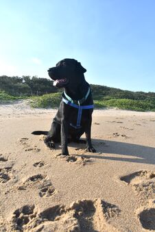 Free Black Labrador Enjoying The Beach Stock Image - 284392231