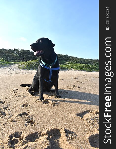 Black Labrador enjoying the beach