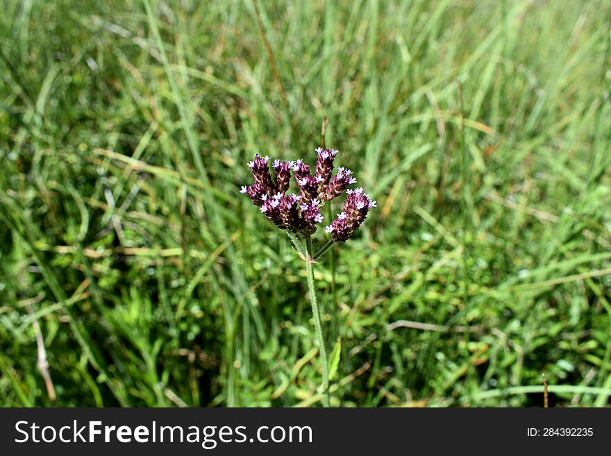 Lone lavender in a sea of green grass