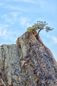Lone Pine Tree In Sandstone Pinnacle Royalty Free Stock Photos