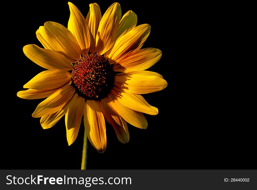 Yellow Sunflower with Studio Backlighting. Yellow Sunflower with Studio Backlighting