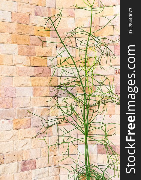 Desert tree with clay tile wall background, Thailand