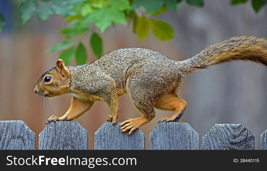 An investigative Squirrel walking along the fence. An investigative Squirrel walking along the fence