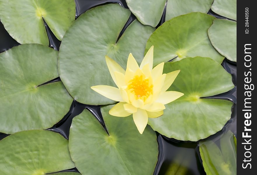 Beautiful yellow Lotus Flower and green leaf in background. Beautiful yellow Lotus Flower and green leaf in background