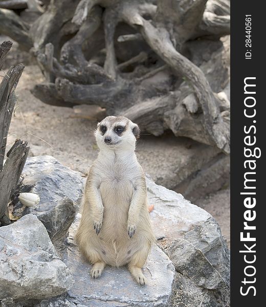 A meerkat stand on a rock