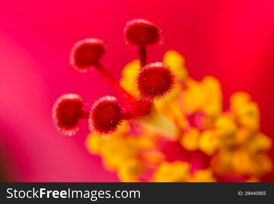 Close up pollen of hibiscus flower. Close up pollen of hibiscus flower