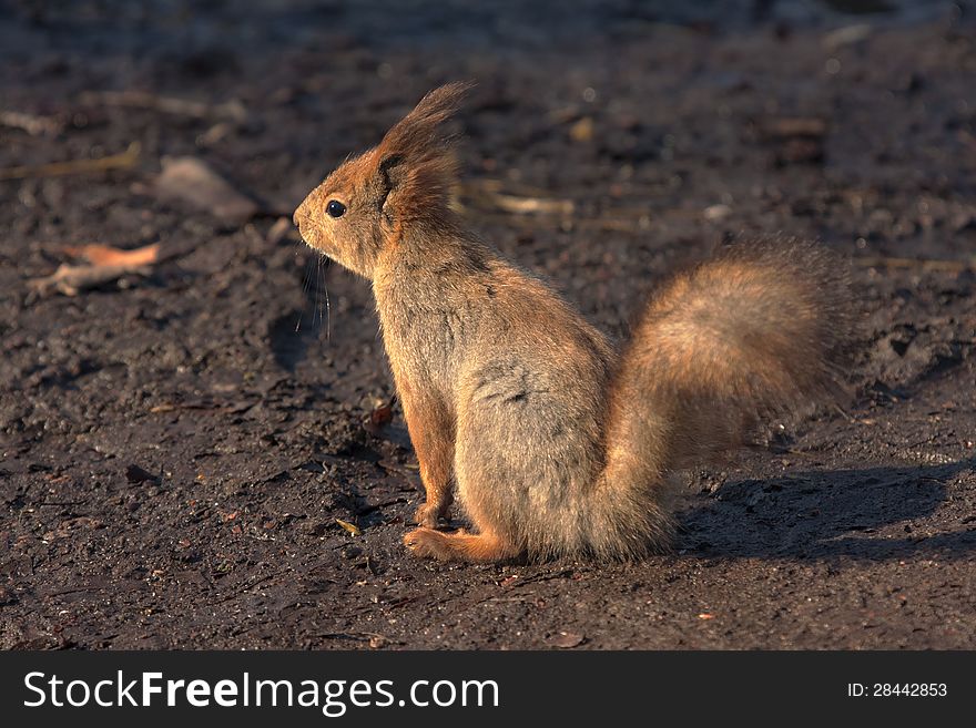 Squirrel on the ground in a sunny day