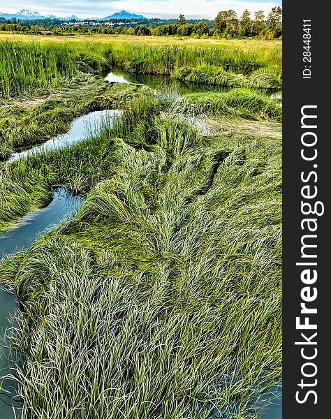 Marsh grass in summer at Spencer Island wetlands