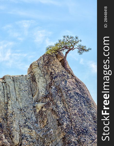 Lone Pine Tree In Sandstone Pinnacle