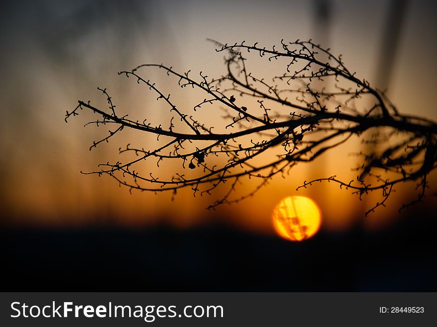Winter sunset with an dried plant. Winter sunset with an dried plant