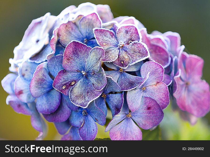 The lilac hydrangea,close up shot, white frost