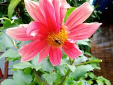 A Honey Bee That Is Perched On A Flower In Search Of Flower Nectar Stock Photo