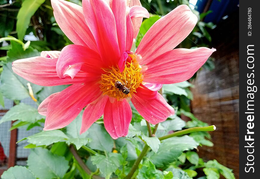 A honey bee that is perched on a flower in search of flower nectar
