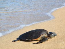 Hawaiian Green Sea Turtle &x28;honu, Chelonia Mydas&x29; Stock Photos Hawaiian Green Sea Turtle &x28;honu, Chelonia Mydas&x29; Stock Photos