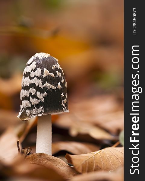 Small spotted mushroom in the Autumn wood