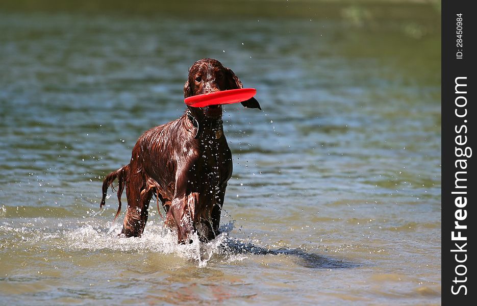 Young Irish Setter bringing a frisbee. Young Irish Setter bringing a frisbee