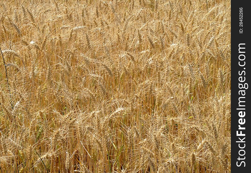 Ears of wheat in a field in summer. Ears of wheat in a field in summer