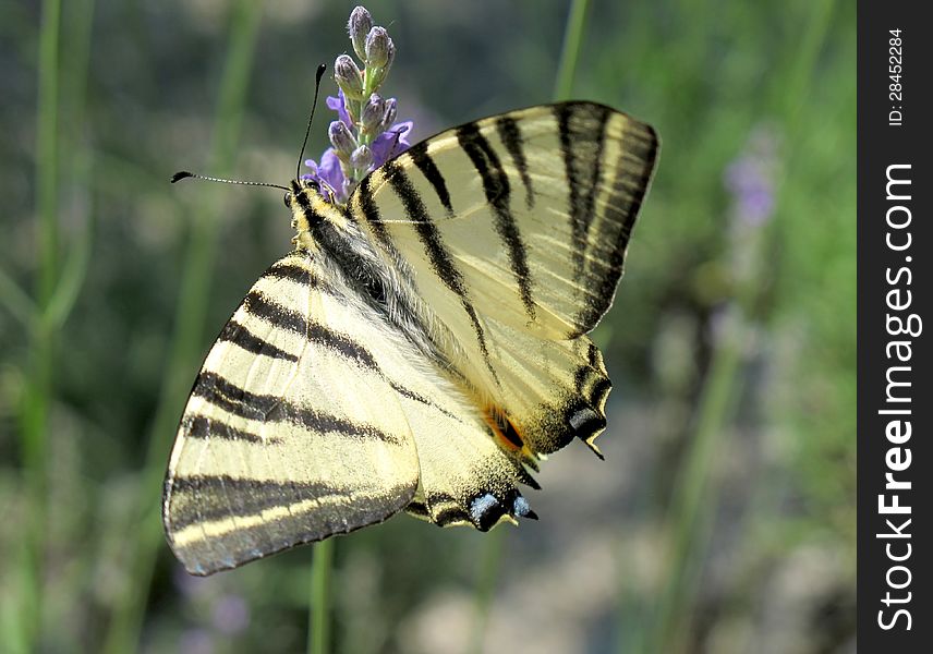 Butterfly on a flower of lavender