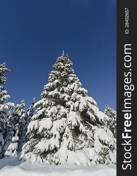 Closeup of Christmas Trees covered with snow with a deep blue sky. Closeup of Christmas Trees covered with snow with a deep blue sky