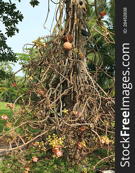 Cannon ball tree. Couroupita guianensis.