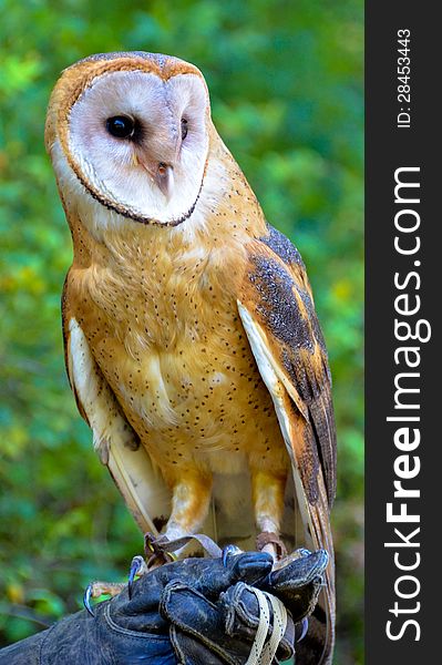 A captive barn owl is held in a gloved hand against a backdrop of green foliage. A captive barn owl is held in a gloved hand against a backdrop of green foliage.