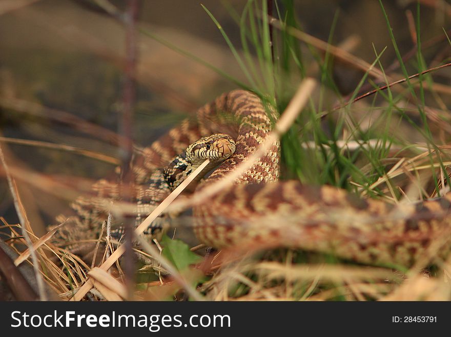 A well camouflaged Bull-snake in the grass. A well camouflaged Bull-snake in the grass.