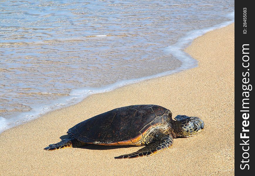 Hawaiian Green Sea Turtle &x28;honu, Chelonia Mydas&x29;