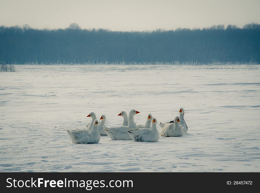 Flock of geese that isn't in flight. Flock of geese that isn't in flight