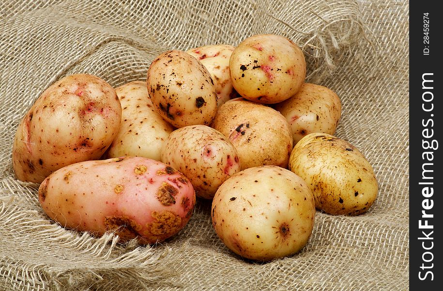 Heap of Perfect Raw Potato closeup on Sacking background