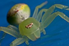 Crab Spider Stock Photos Crab Spider Stock Photos