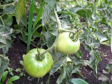 Tomato Stock Photo Tomato Stock Photo