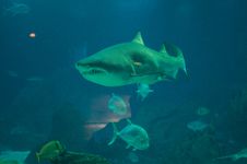 Marine Life - Shark Stock Photos Marine Life - Shark Stock Photos