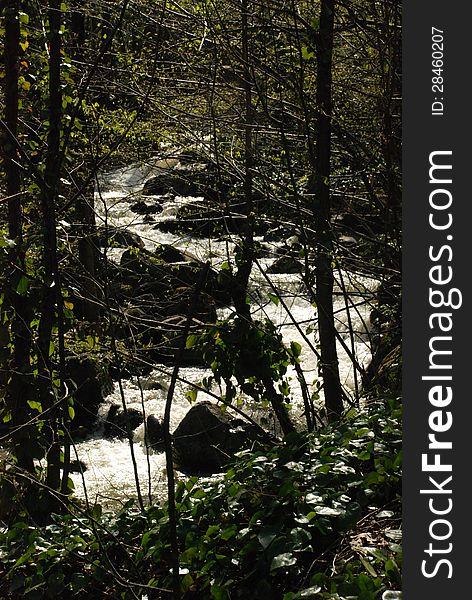 The wavy river flowing through the forest. The wavy river flowing through the forest