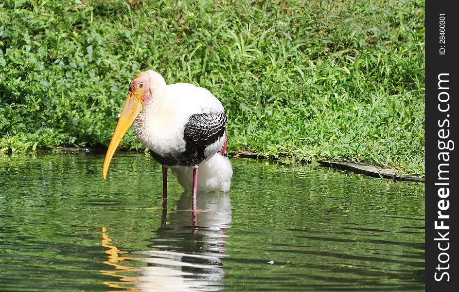 Painted stork in pond water. Painted stork in pond water