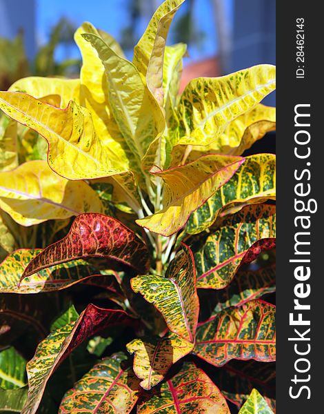 Brightly multicolored leaves of croton plant. Codiaeum variegatum or variegated croton. Brightly multicolored leaves of croton plant. Codiaeum variegatum or variegated croton